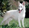 Braco Belga